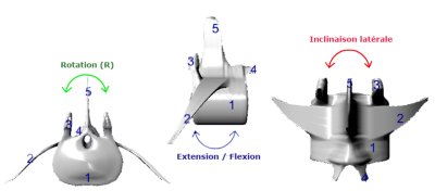 sens de déplacement possibles des vertèbres dans les 3 dimensions